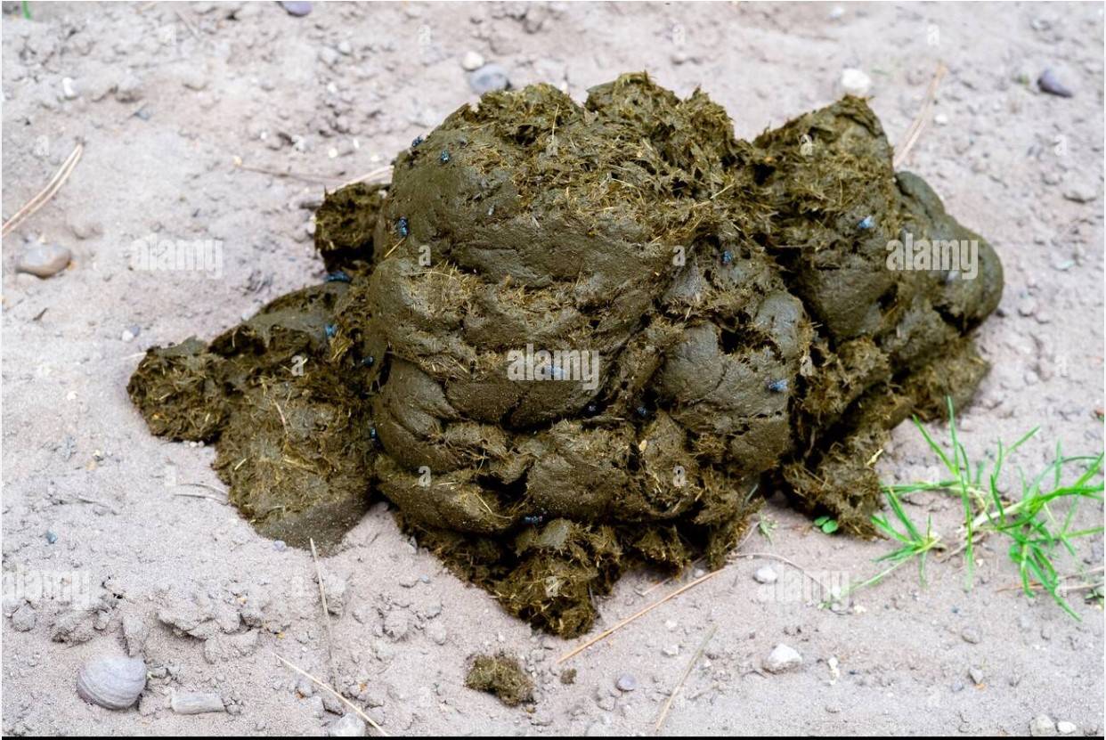 Ford Ranger Shelter Green thoughts? Horse Poo