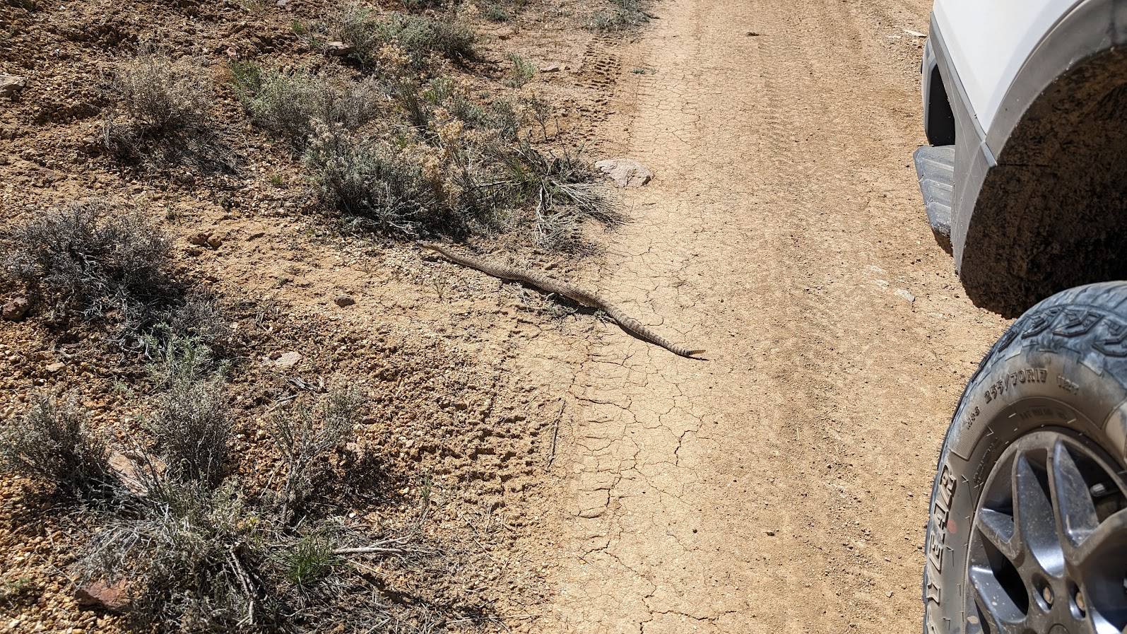 Ford Ranger My Ranger Raptor Off Roading Pics… Rattlesnake