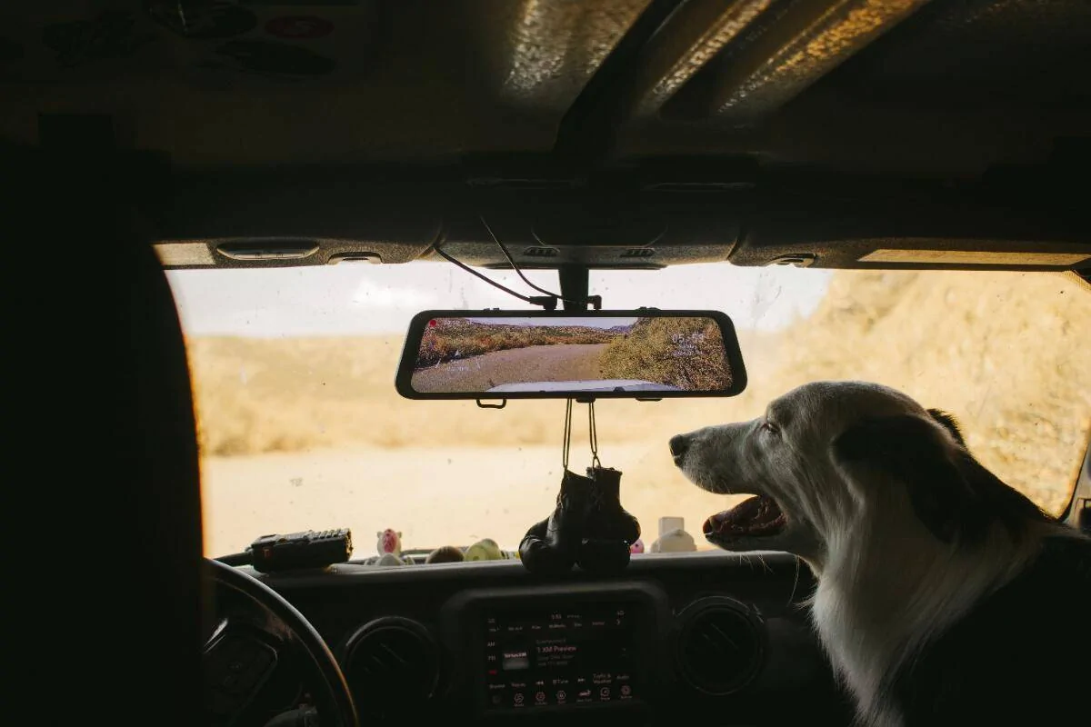 Ford Ranger Are You a Cat Person or a Dog Person? Copilot