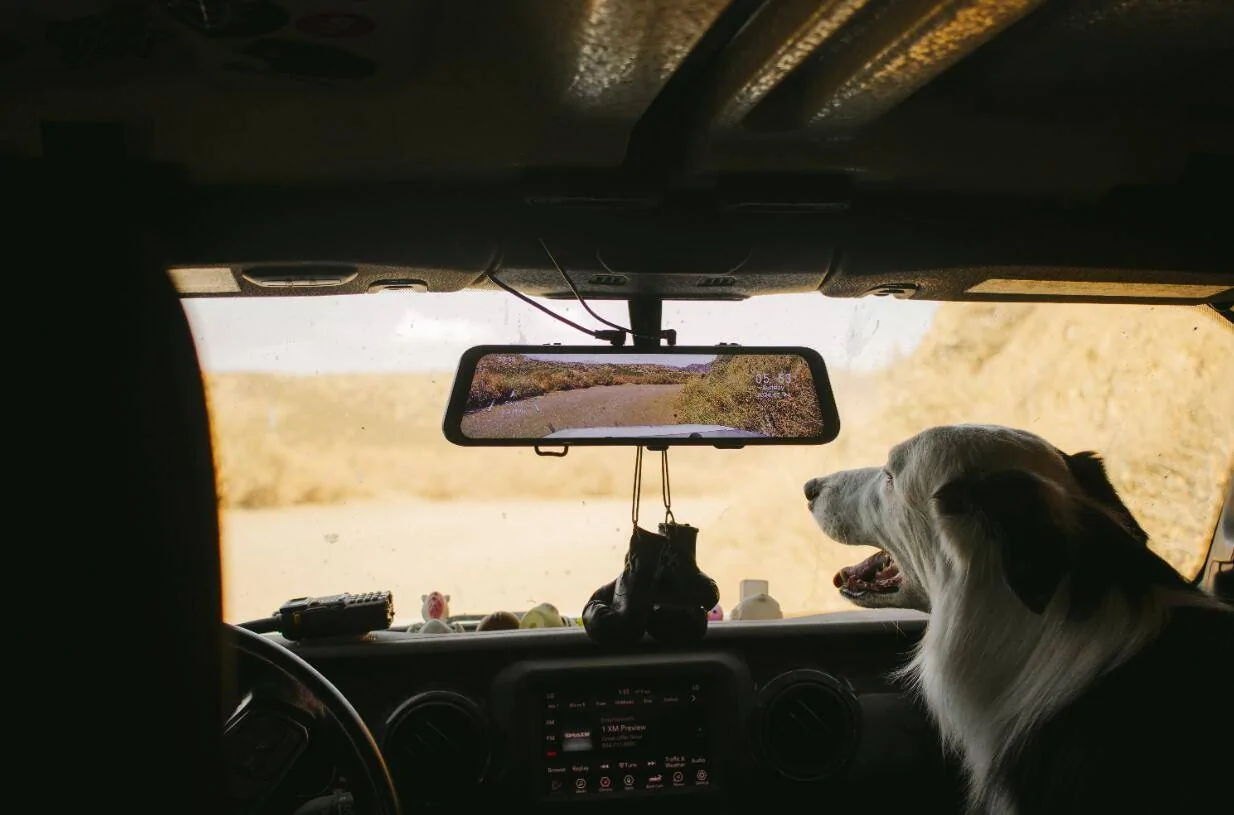 Ford Ranger Are You a Cat Person or a Dog Person? Copilot1