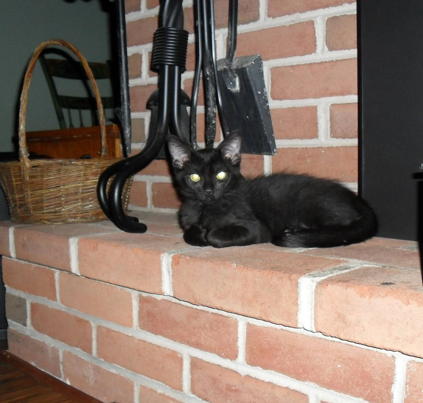 Ford Ranger Are You a Cat Person or a Dog Person? Treat Fireplace treat