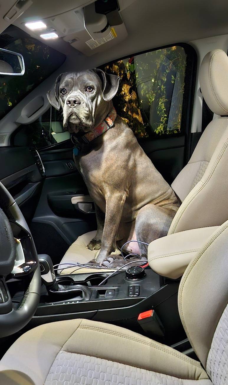 Ford Ranger Are You a Cat Person or a Dog Person? 20241018_065300