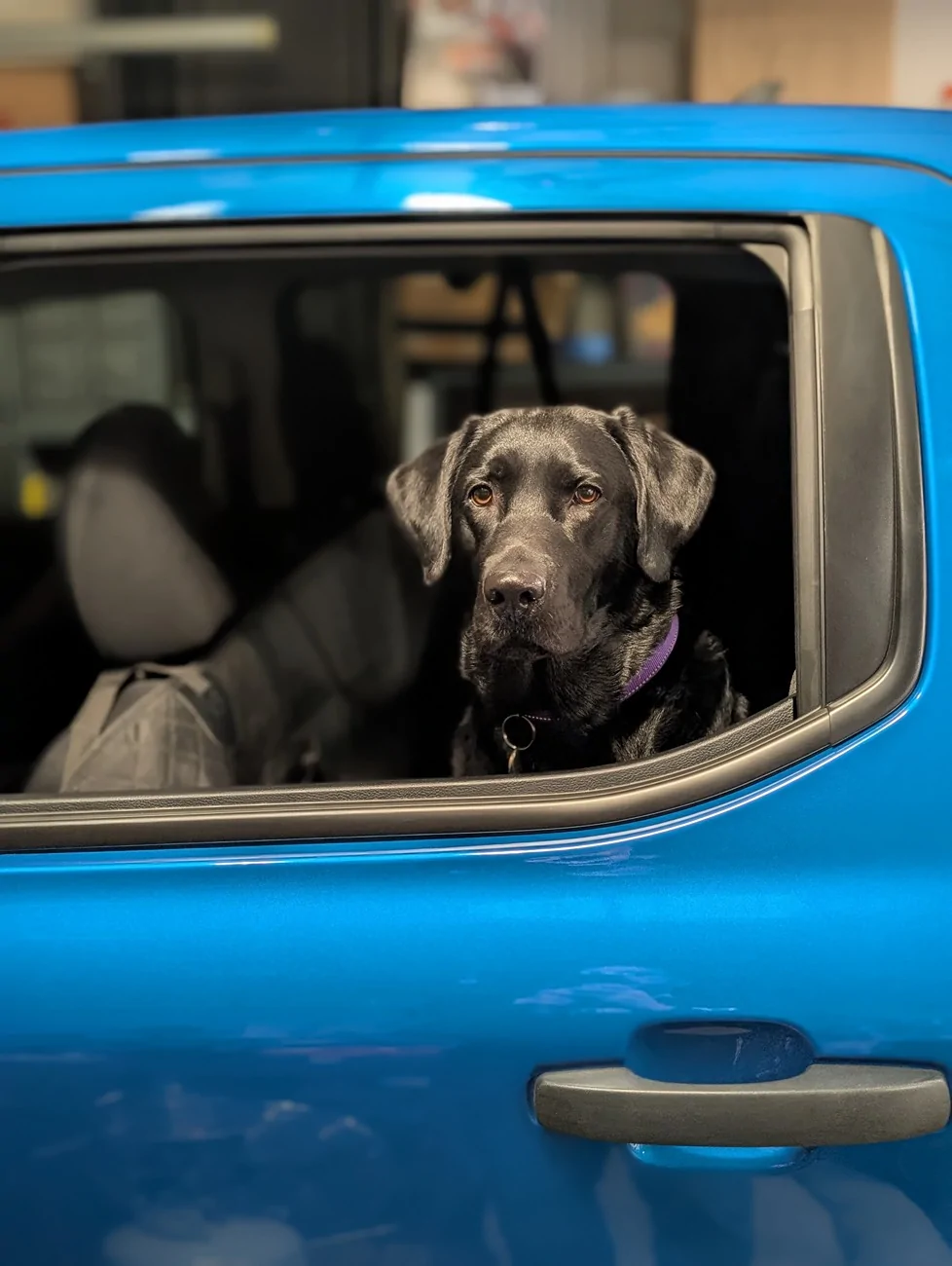 Ford Ranger Backseat protector for dogs PXL_20250125_220413779.PORTRAIT