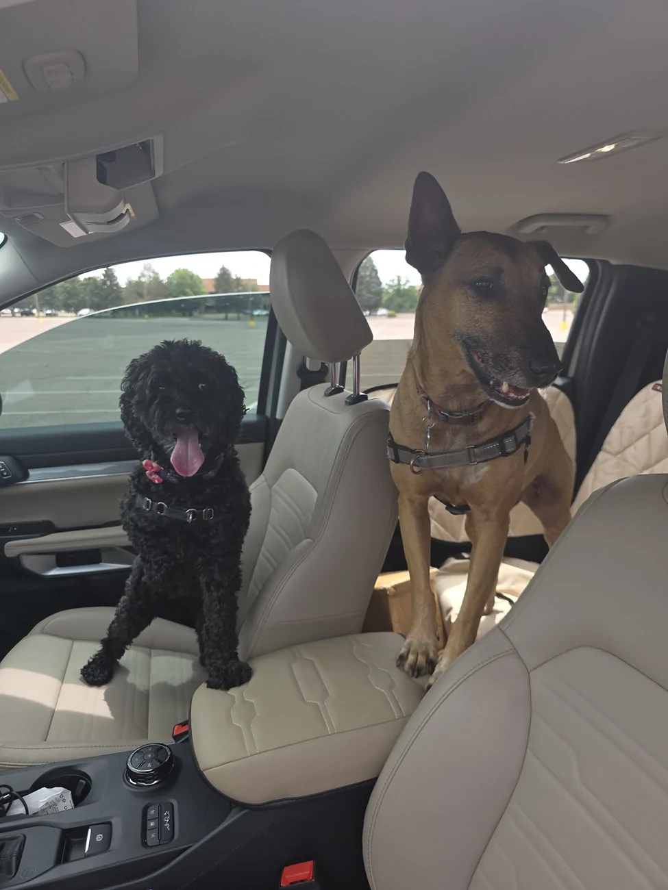 Ford Ranger Backseat protector for dogs 1754665034397-sf