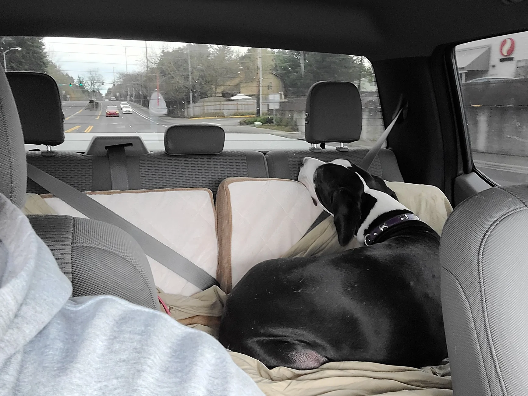 Ford Ranger Backseat protector for dogs 20210319_093059