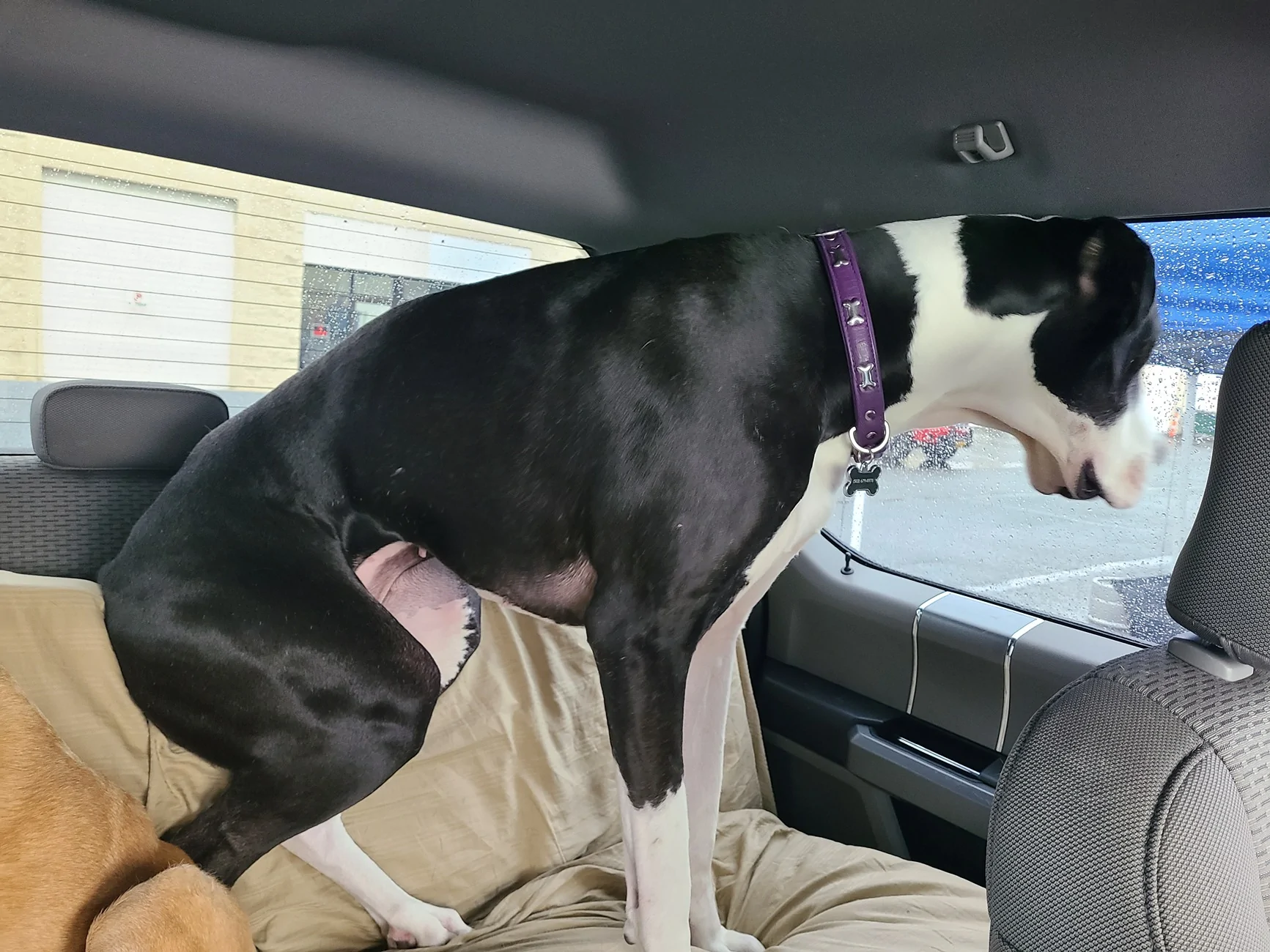 Ford Ranger Backseat protector for dogs 20210314_144101