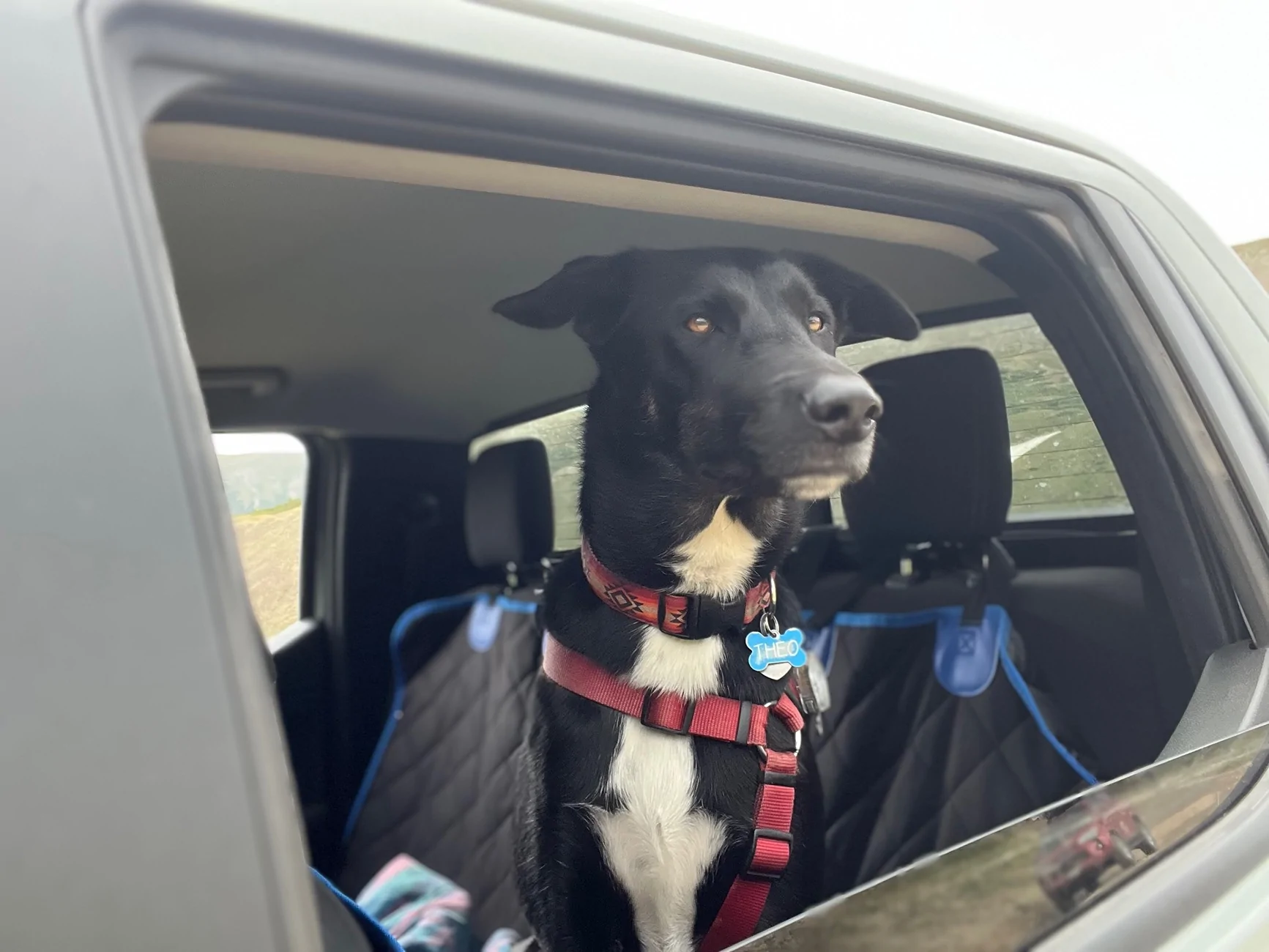 Ford Ranger Backseat protector for dogs IMG_0237