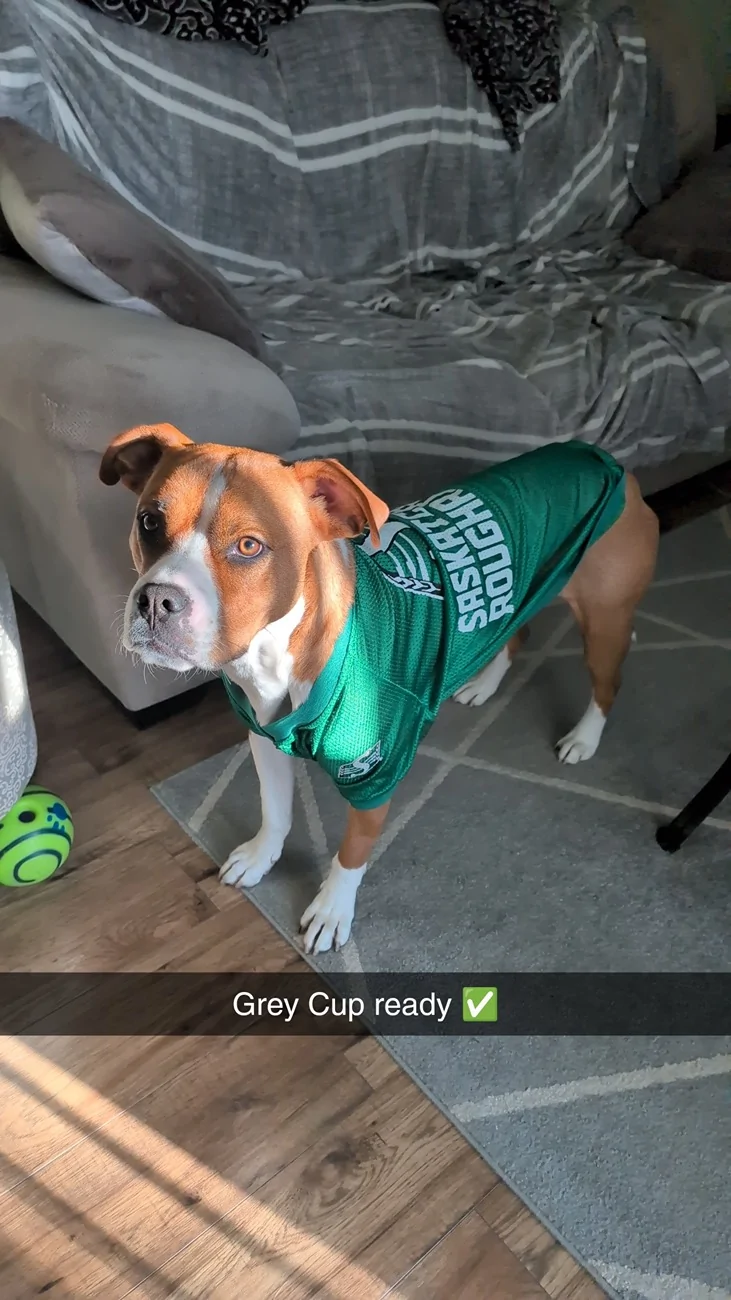Ford Ranger Saskatchewan Roughriders 2025 Grey Cup Champions!!! Snapchat-1265782930