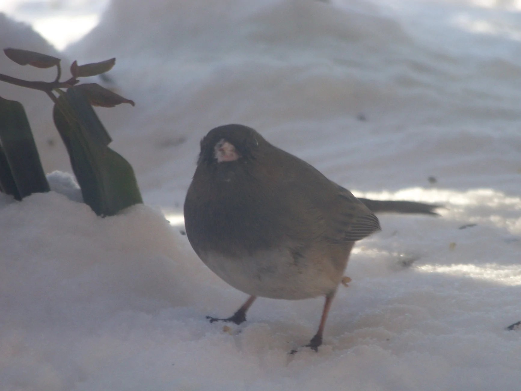 Ford Ranger Chirping noise from engine bay JUNCO BIRD 