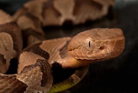 copperhead-snake.webp
