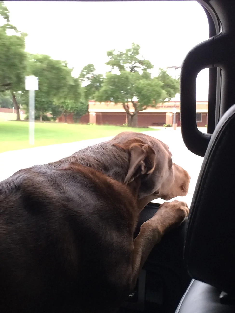 Ford Ranger New Azure Gray Owner ft My Black Lab IMG_3745