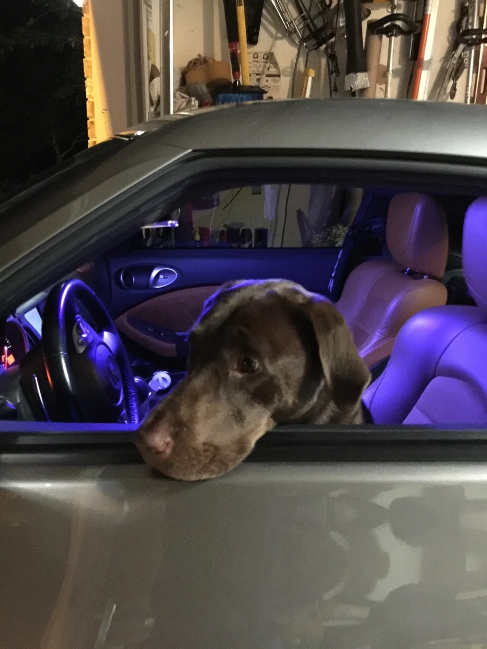 Ford Ranger New Azure Gray Owner ft My Black Lab 88943DDC-993A-4B94-AFE2-ACEE7781FECA