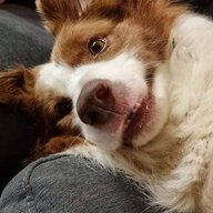 MacSammy