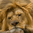 Liontracks
