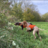BirdDog